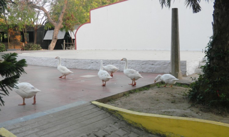 Ducks