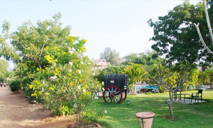 Lawn Area