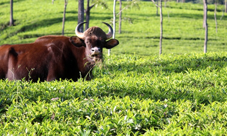 Tea garden
