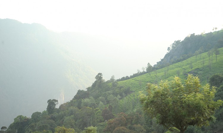 Misty morning