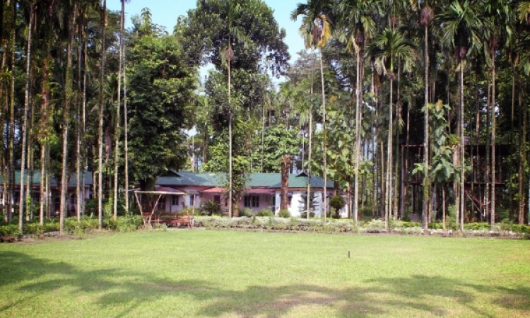 Lawn Area