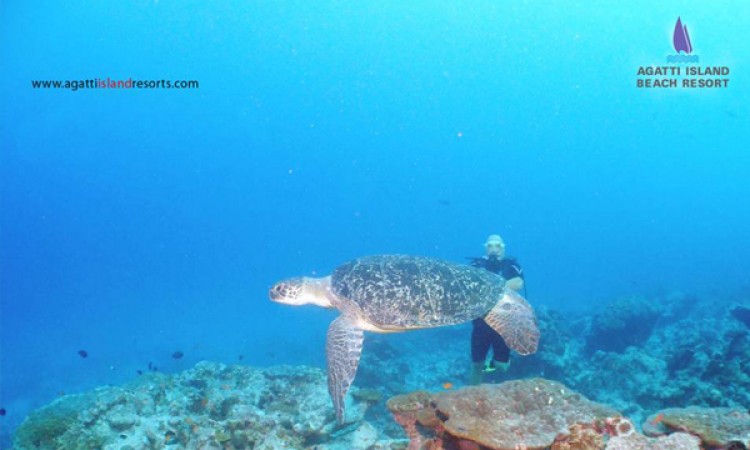 Marine Wildlife