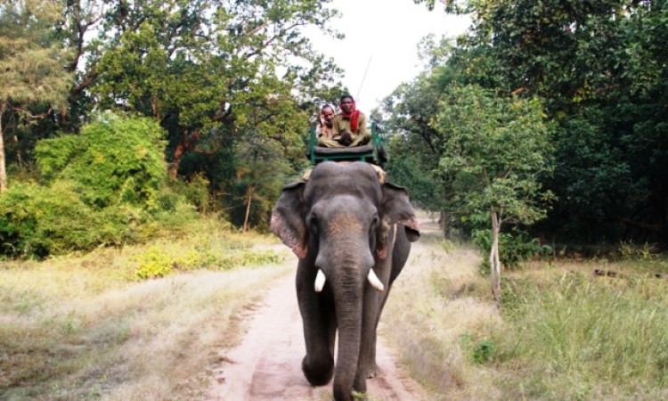 Elephant Ride Elephant Ride
