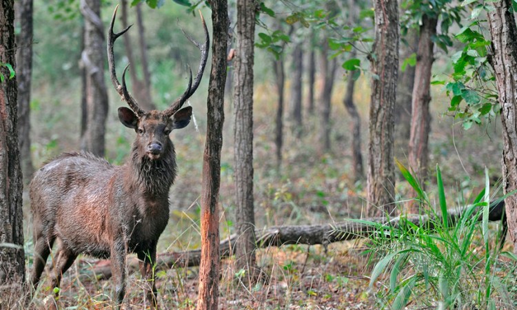 Wildlife