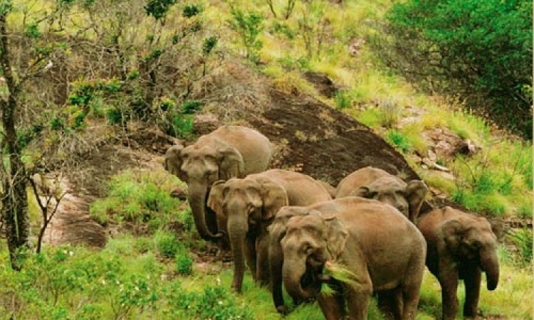 Elephants Elephants