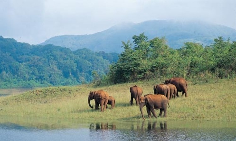 Herd of Elephants Herd of Elephants