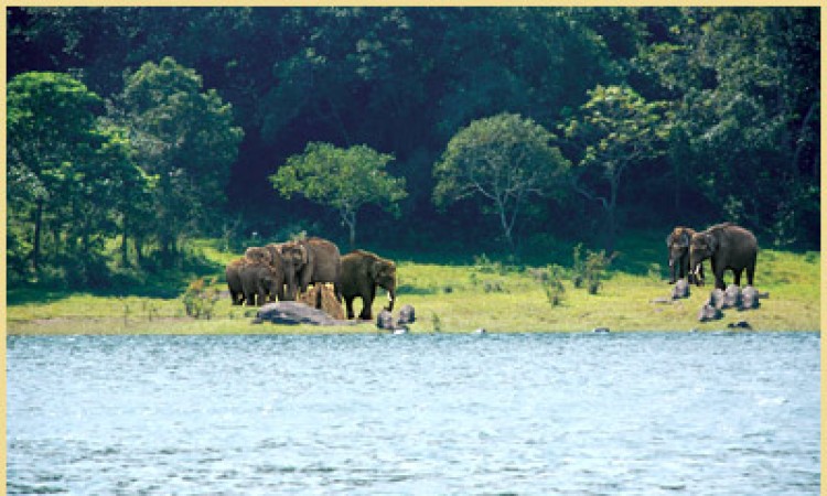 Wildlife Wildlife