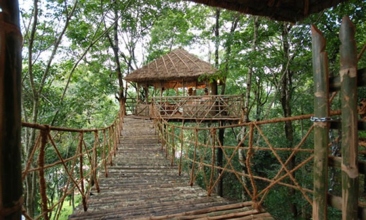 House on a tree House on a tree