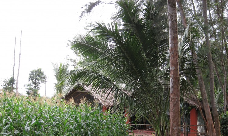 Corn tents Corn tents