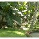 Greenery Greenery