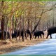 A herd of Elephant