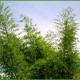 Bamboo Trees
