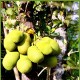 Jackfruit
