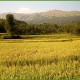 Paddy field near the Resort