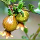 Pomegranate Fruit