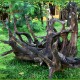 Wood Tree