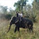 Elephant Ride