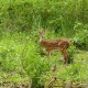 Deer in the Forest