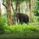 Elephant in Forest