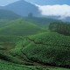 The Verdant Hills The Verdant Hills